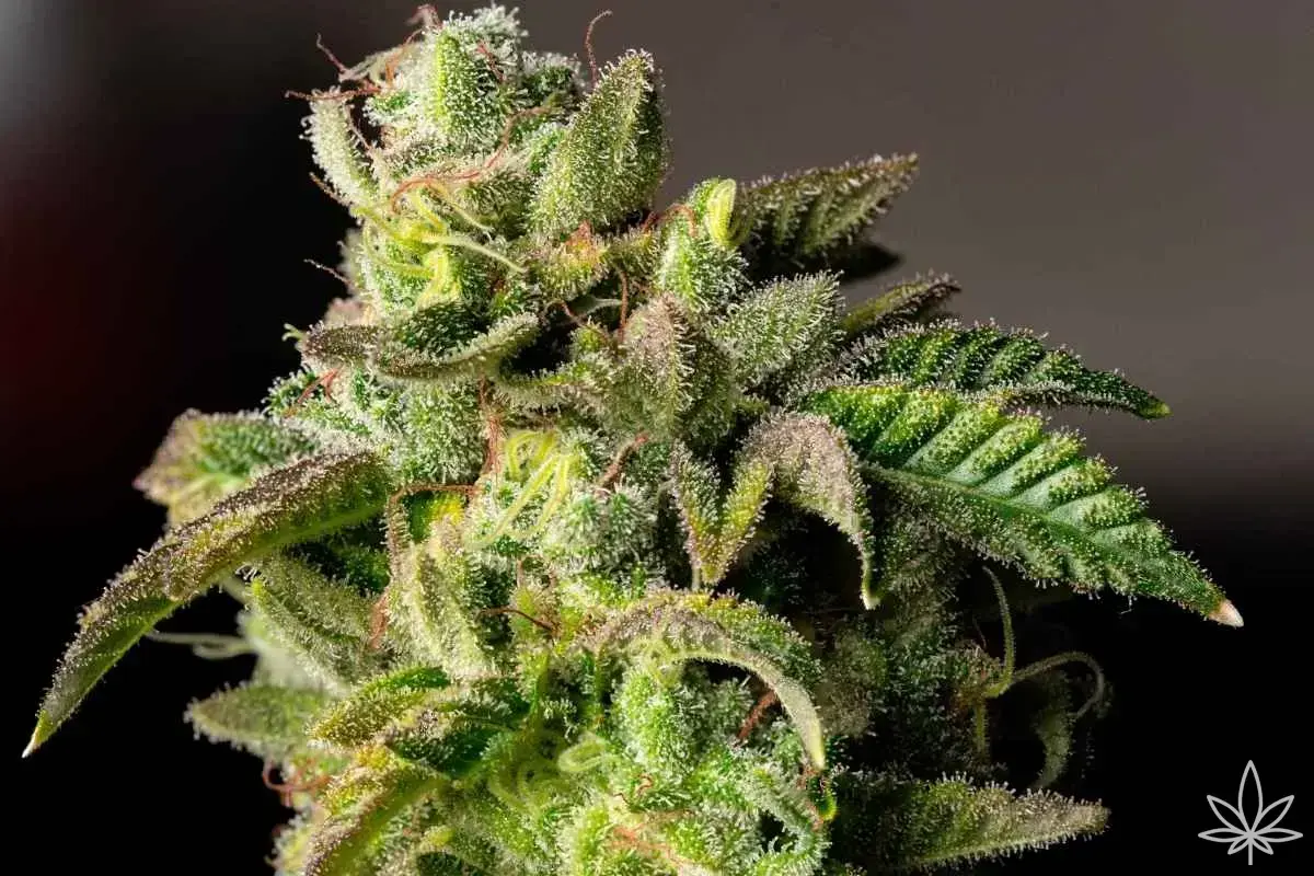 Orange Sherbet Auto – potencia cítrica con un toque cremoso